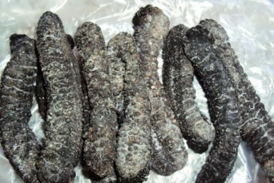 Cẩn thận khi mua Hải sâm khô